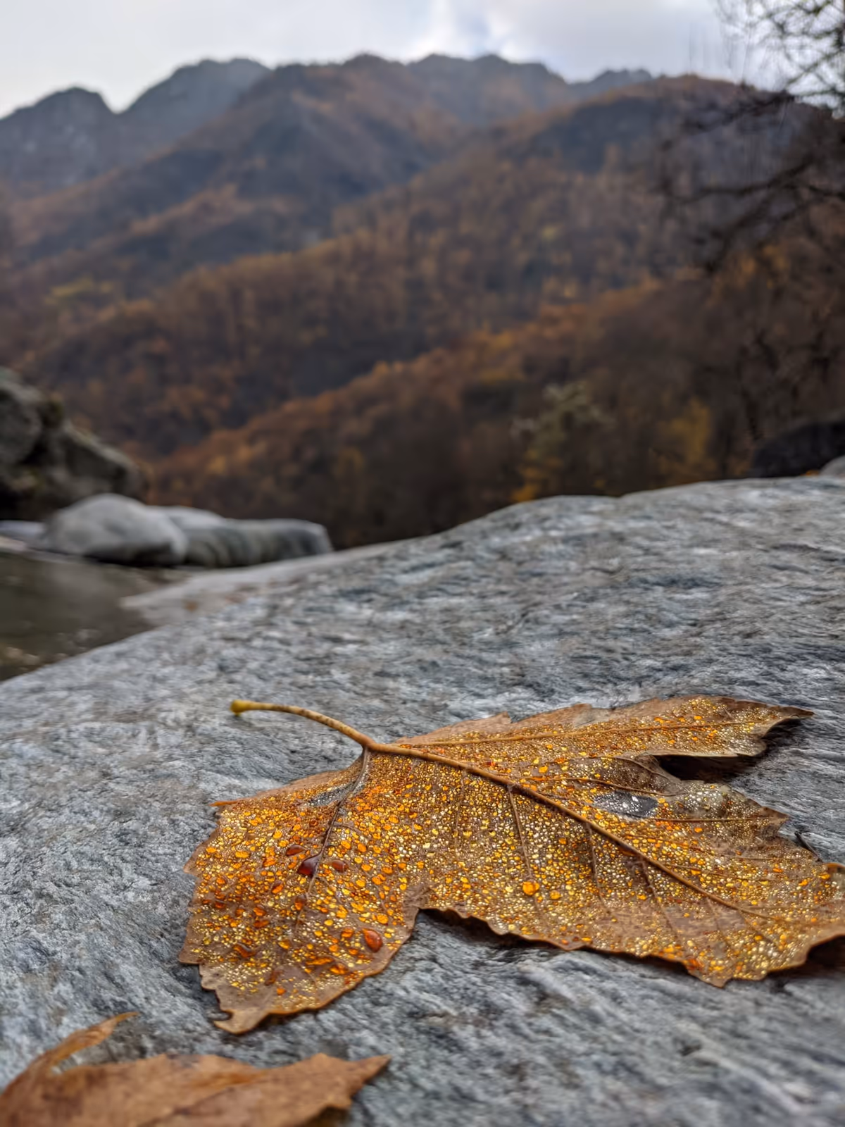 Close-up of a leaf